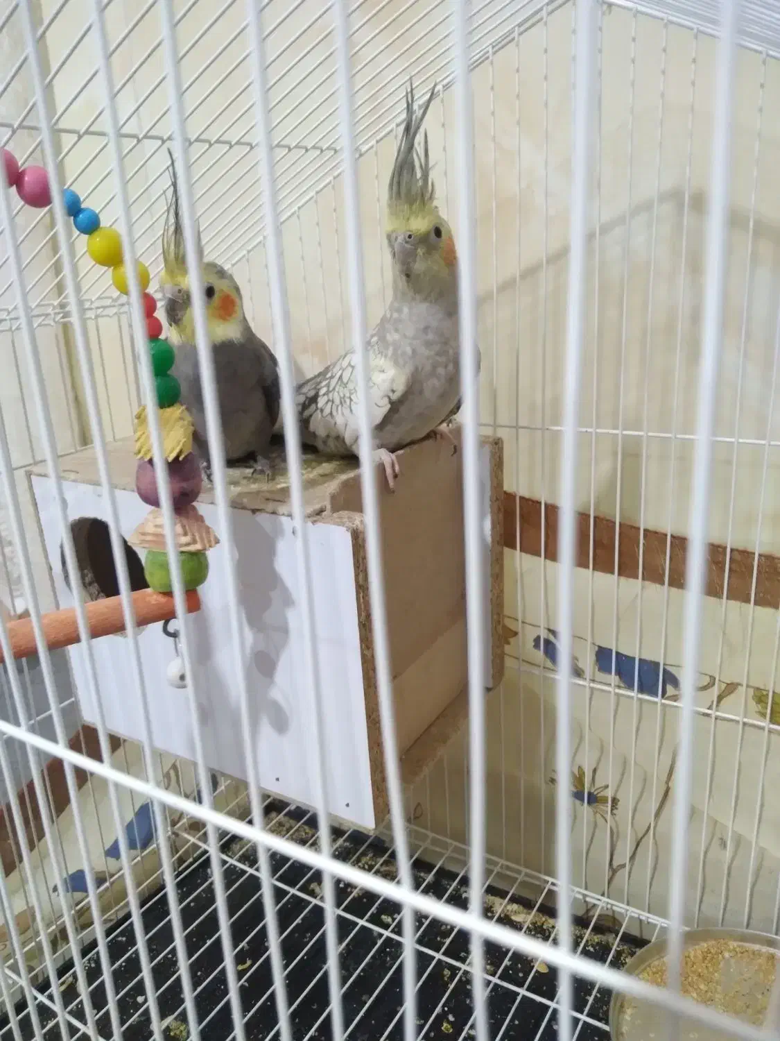 عروس هلندی|پرنده|تربت‌حیدریه, مسجد جامع|دیوار