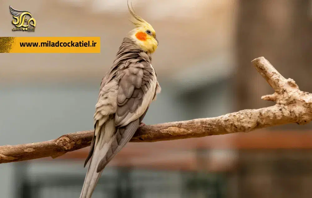 گمشده|حیوانات|بجنورد, |دیوار