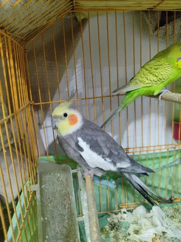 عروس هلندی سخنگو و دستی|پرنده|شیراز, قالیشویی|دیوار