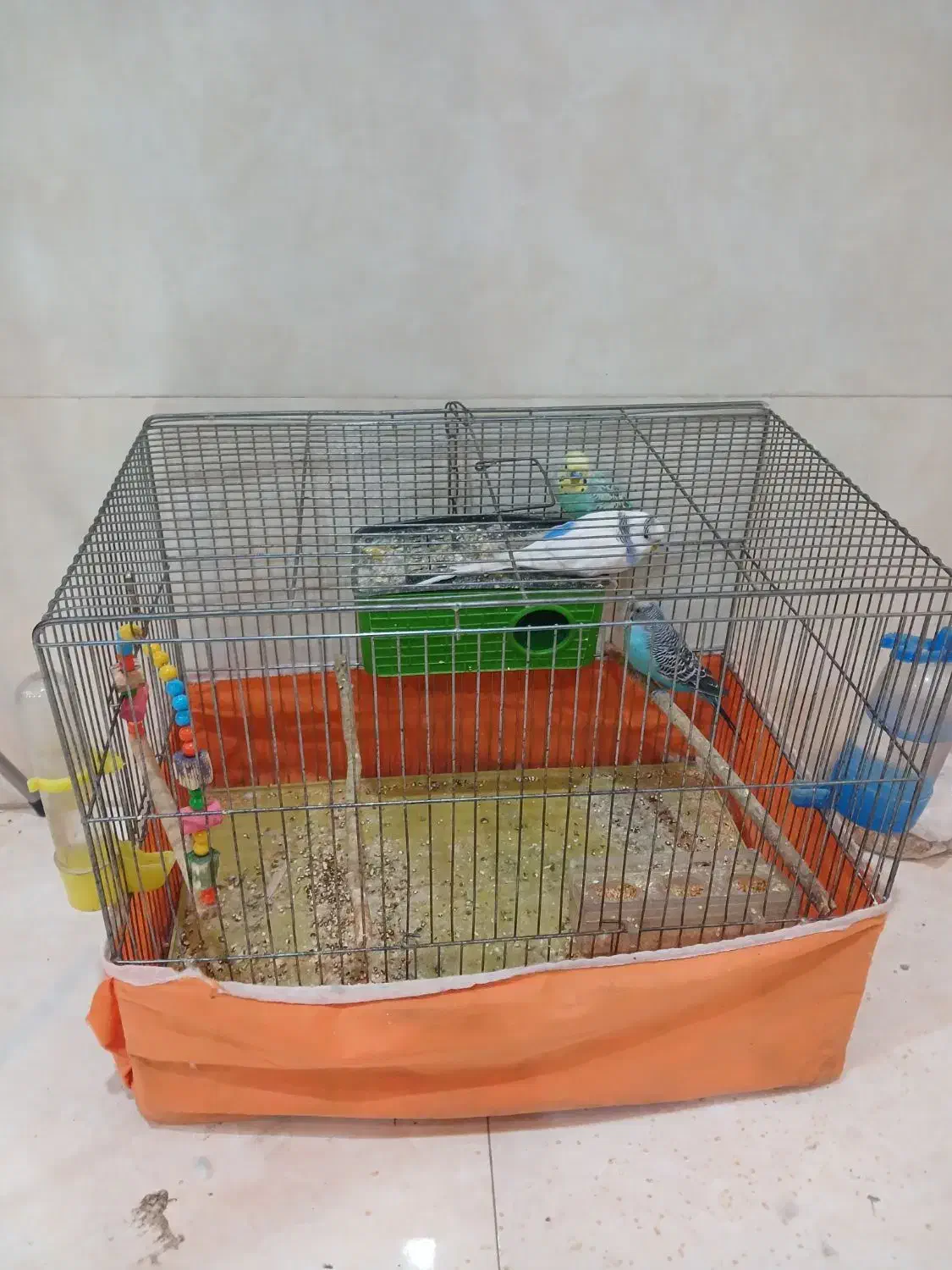 مرغ عشق|پرنده|تهران, گلستان (شهرک راه آهن)|دیوار