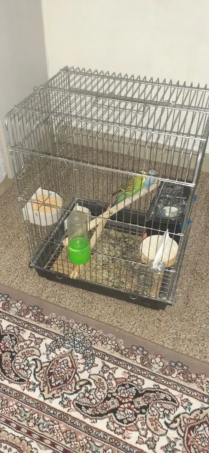 مرغ عشق|پرنده|هشتگرد, شهرک گلها|دیوار