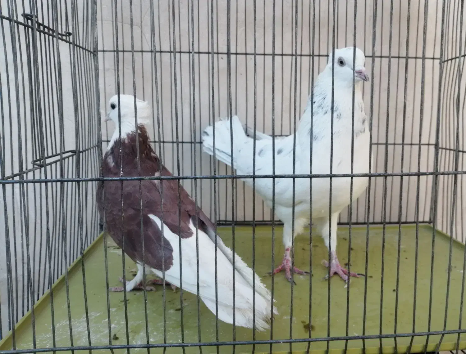 نر و ماده شازده سرور|پرنده|قم, شاه احمد قاسم|دیوار