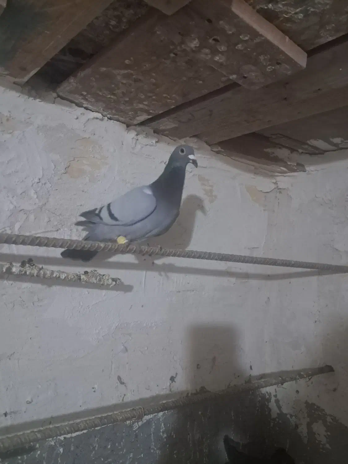 کفتر|پرنده|بوئین زهرا, |دیوار