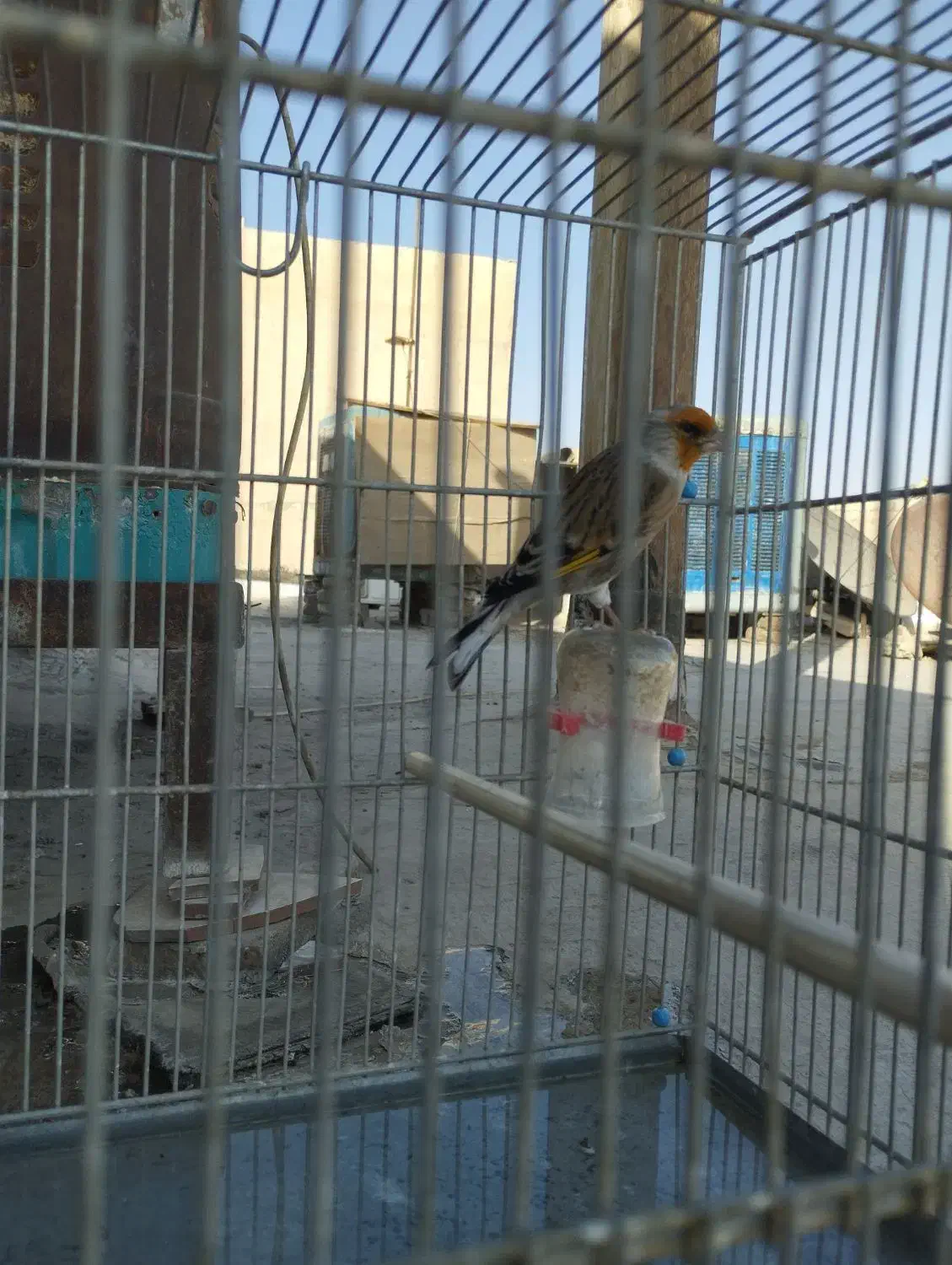 سهره قناری شاه تخم|پرنده|ری, دیلمان|دیوار