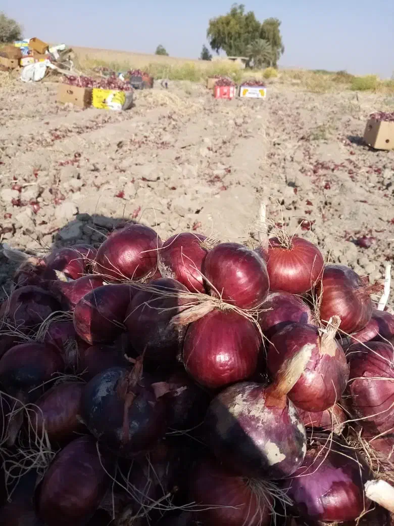 بذرپیاز|عمده‌فروشی|فسا, |دیوار