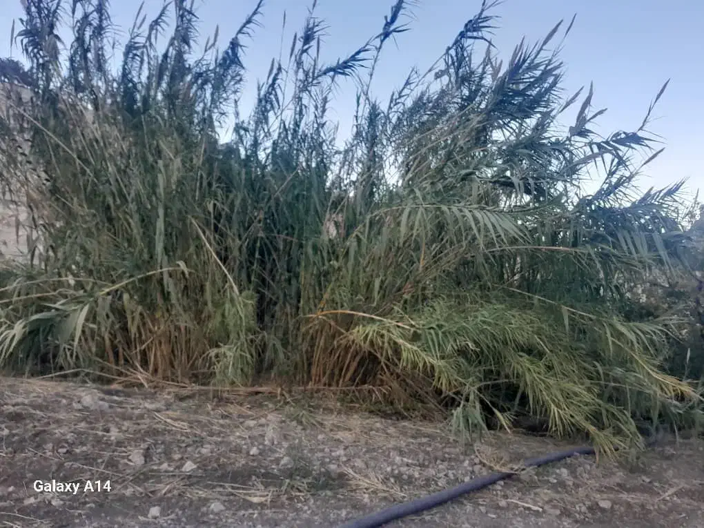 فروش( نی )دوساله درجه یک|عمده‌فروشی|پلدختر, |دیوار