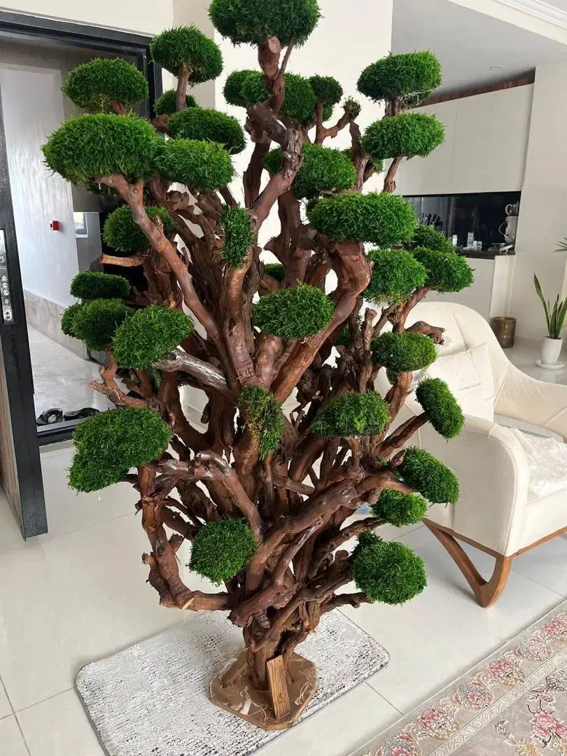 درخت جاودان|گل و گیاه طبیعی|رشت, رودبارتان|دیوار