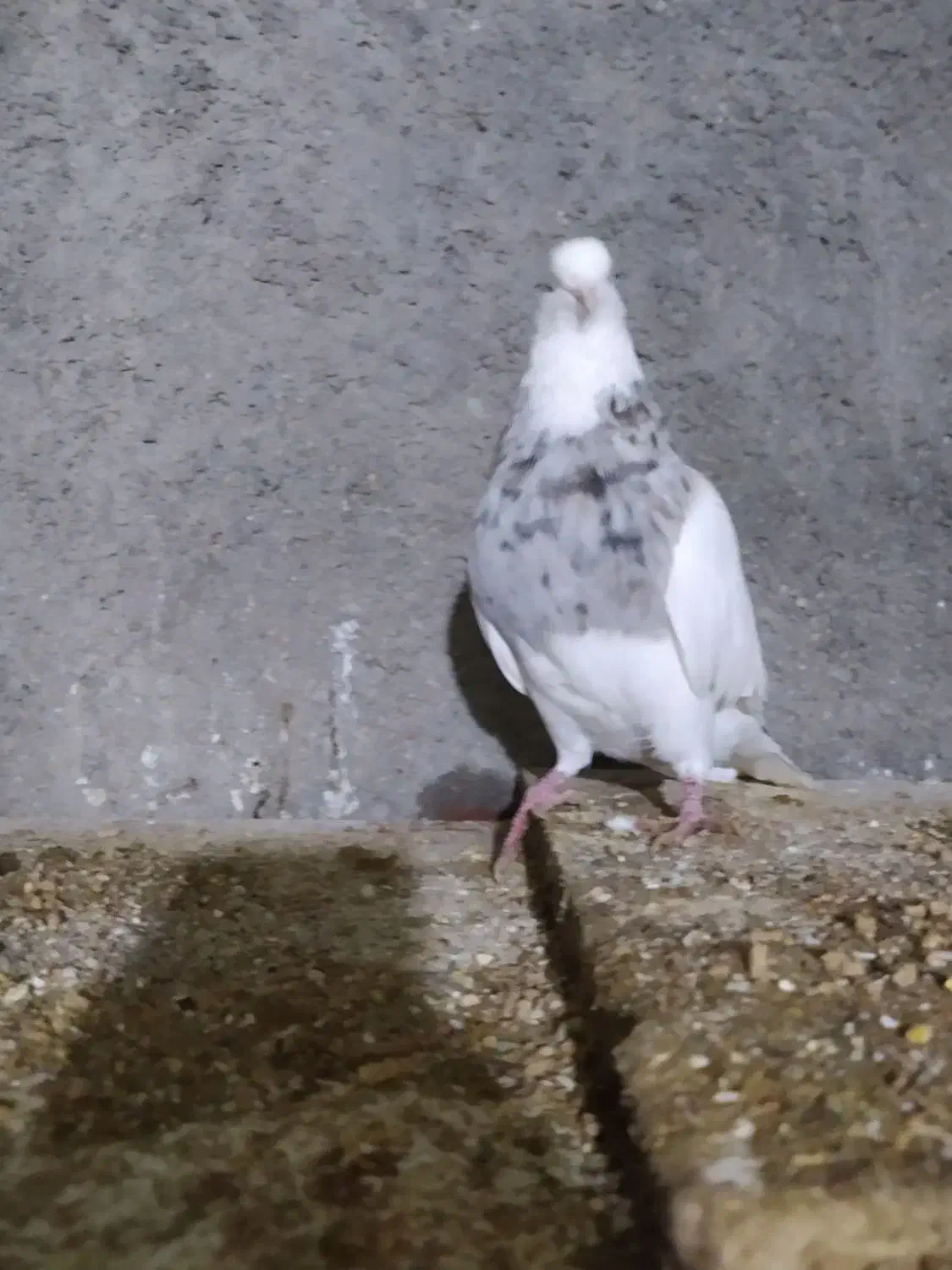 کبوتررنگی|پرنده|بجنورد, |دیوار