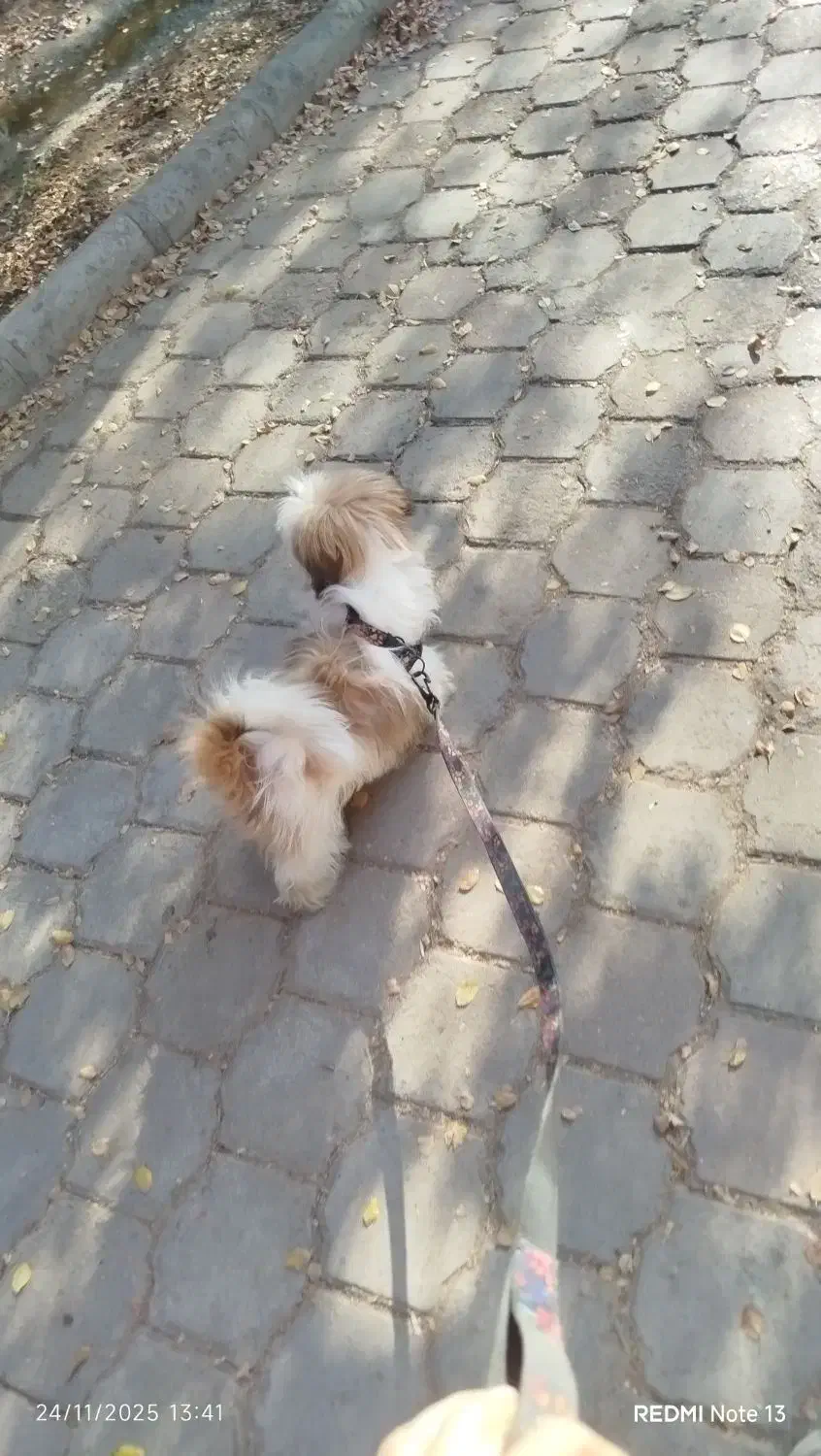 واگذاری|سگ|ساوه, |دیوار