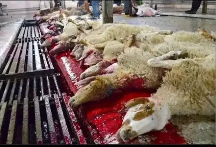 قصاب سیار|خدمات پیشه و مهارت|تهران, شهرک طالقانی|دیوار