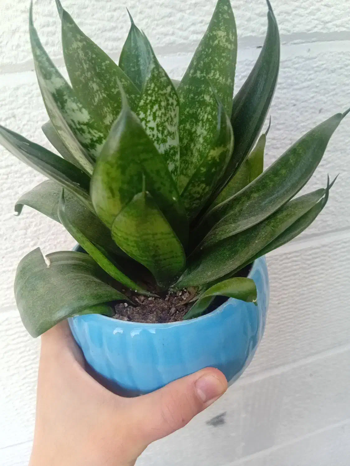 وسایل منزل|صنایع دستی و سایر لوازم تزئینی|اندیشه, اندیشه فاز ۱|دیوار