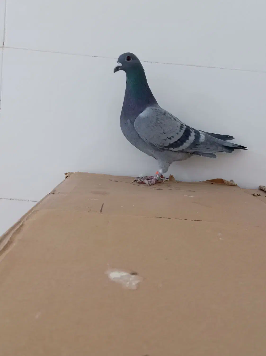 سبز مسافتی|پرنده|خواف, |دیوار