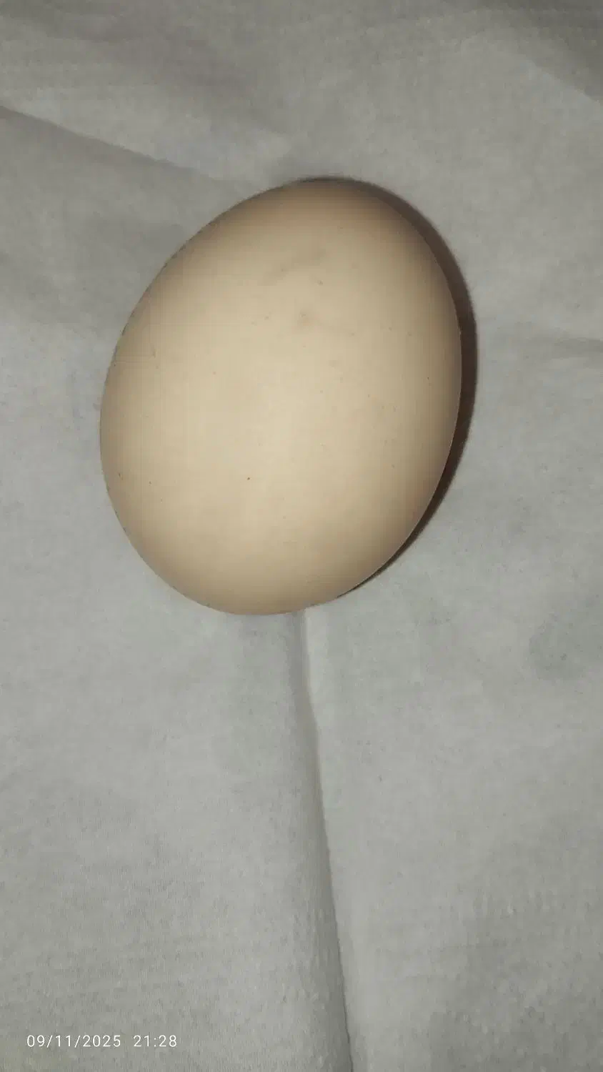 تخم مرغ محلی  با بهترین کیفیت|خوردنی و آشامیدنی|اسدآباد, |دیوار