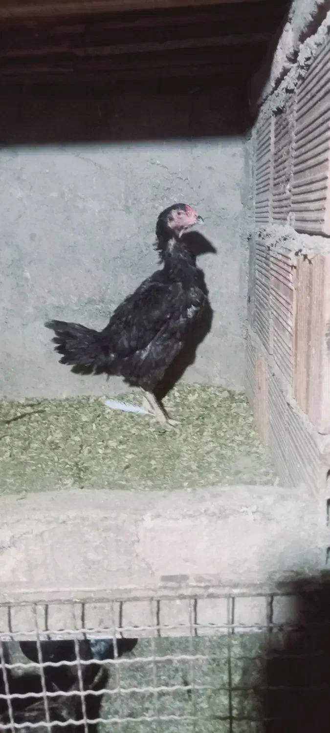 خروس مرغ لاری|حیوانات مزرعه|رامیان, |دیوار