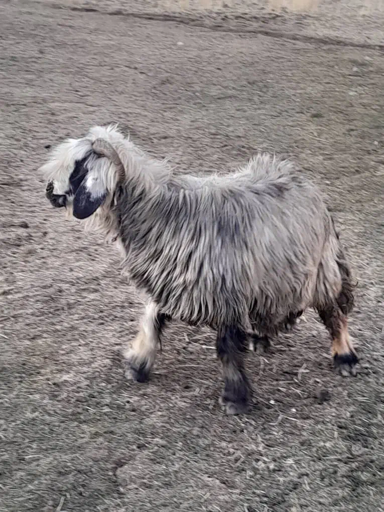 گوسفند|حیوانات مزرعه|کوهرنگ, |دیوار