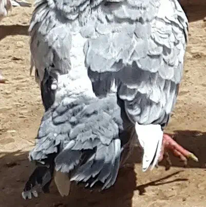 کفتر پرشی|حیوانات|قم, پردیسان|دیوار