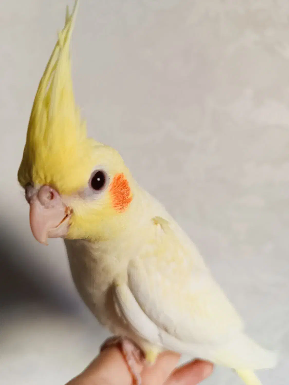 عروس هلندی|پرنده|محمدشهر, محمدشهر|دیوار