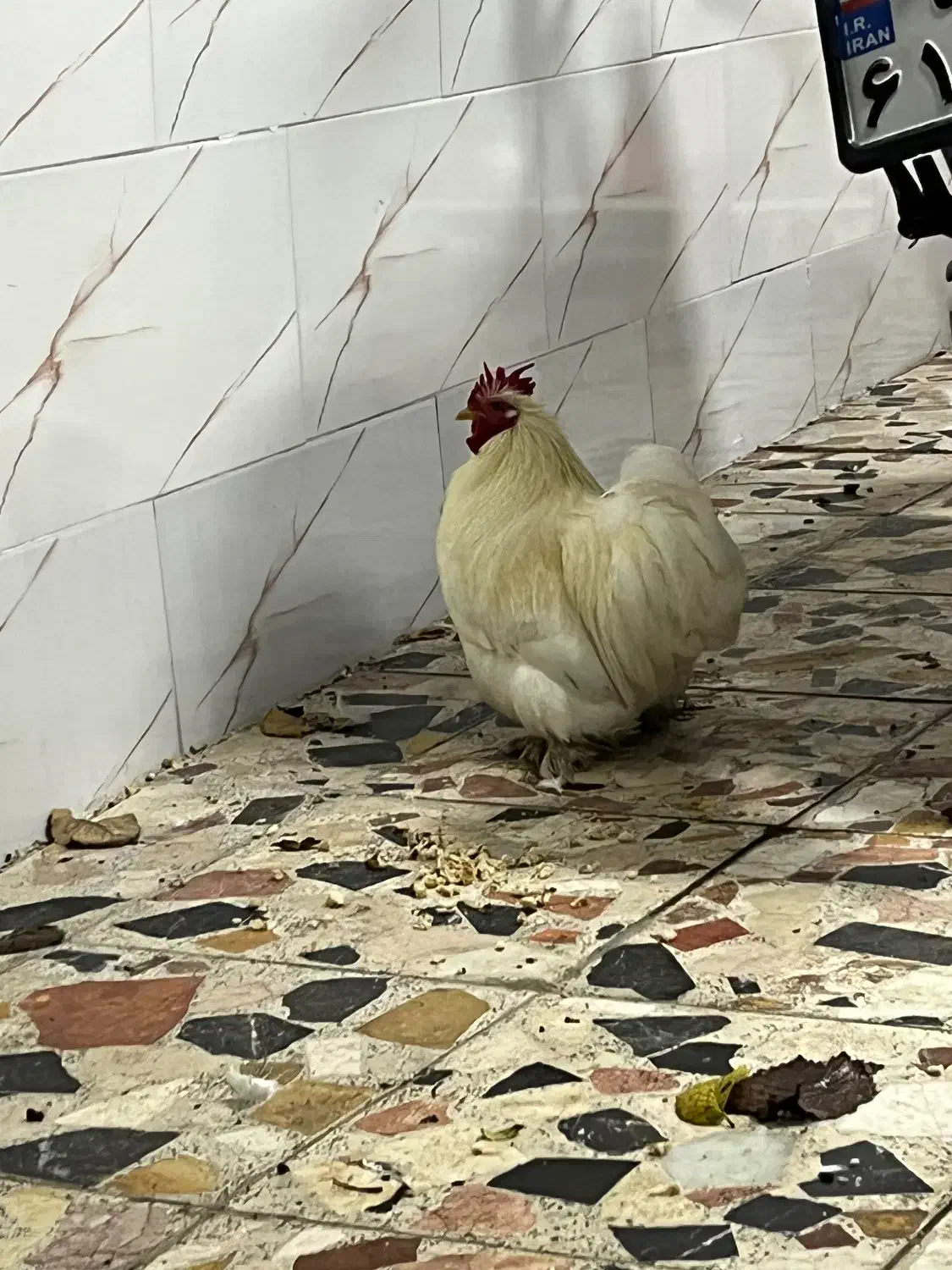 خروس|پرنده|رشت, معلولین|دیوار