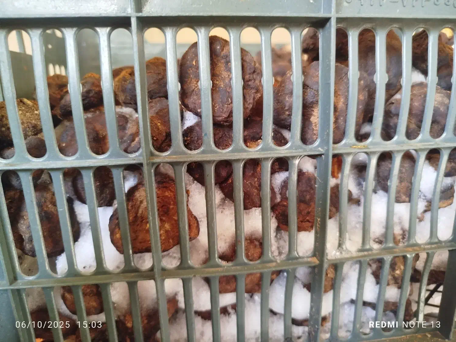 دنبل کوهی|خوردنی و آشامیدنی|شیراز, پایانه مسافربری سعدی|دیوار