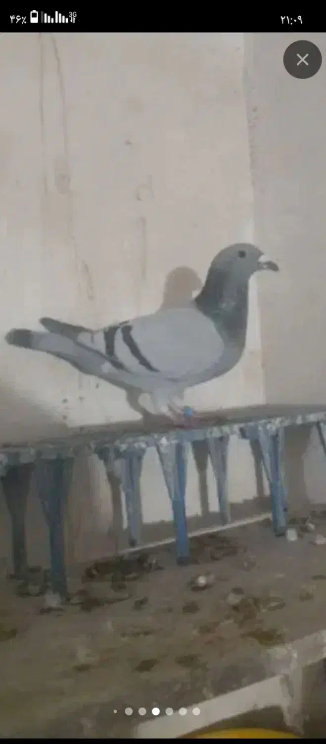 ماده سبز|حیوانات|اردبیل, |دیوار