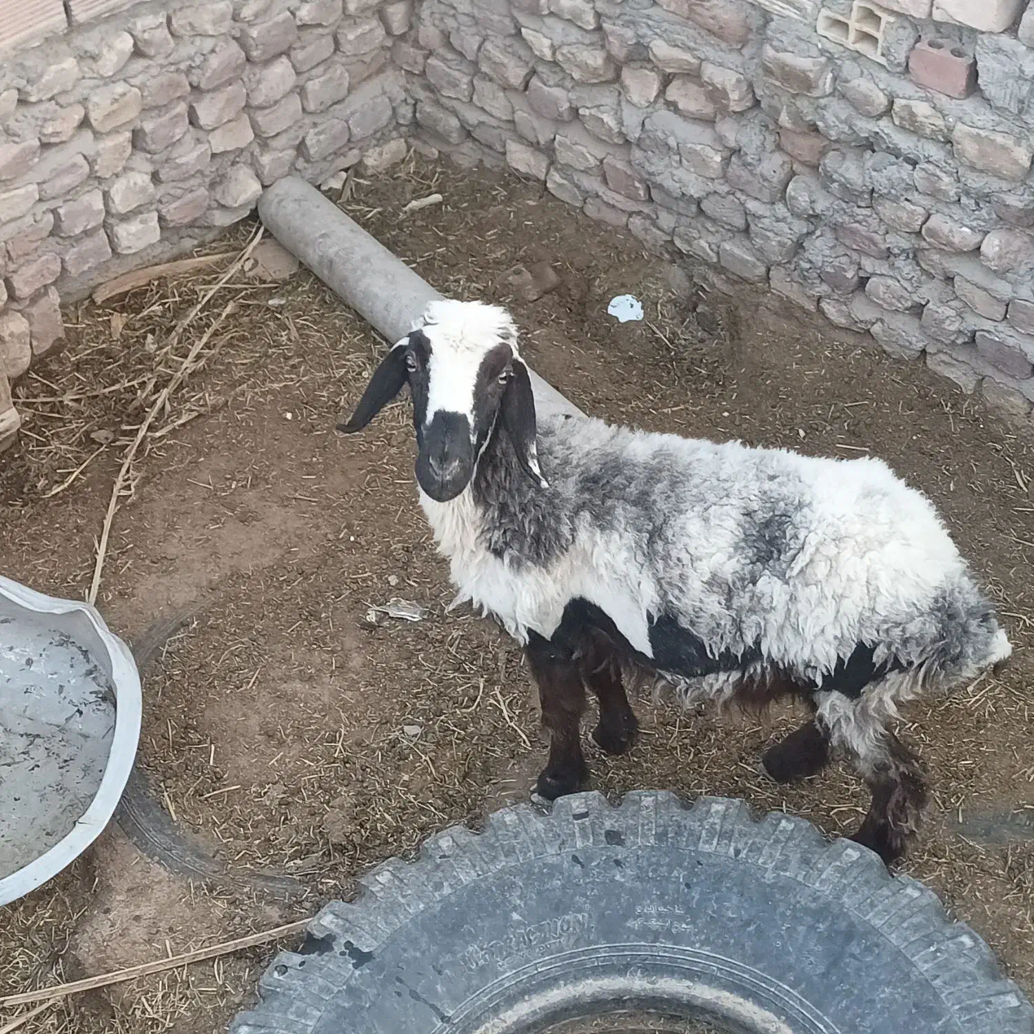 دو تا گوسفند|حیوانات مزرعه|بم, |دیوار