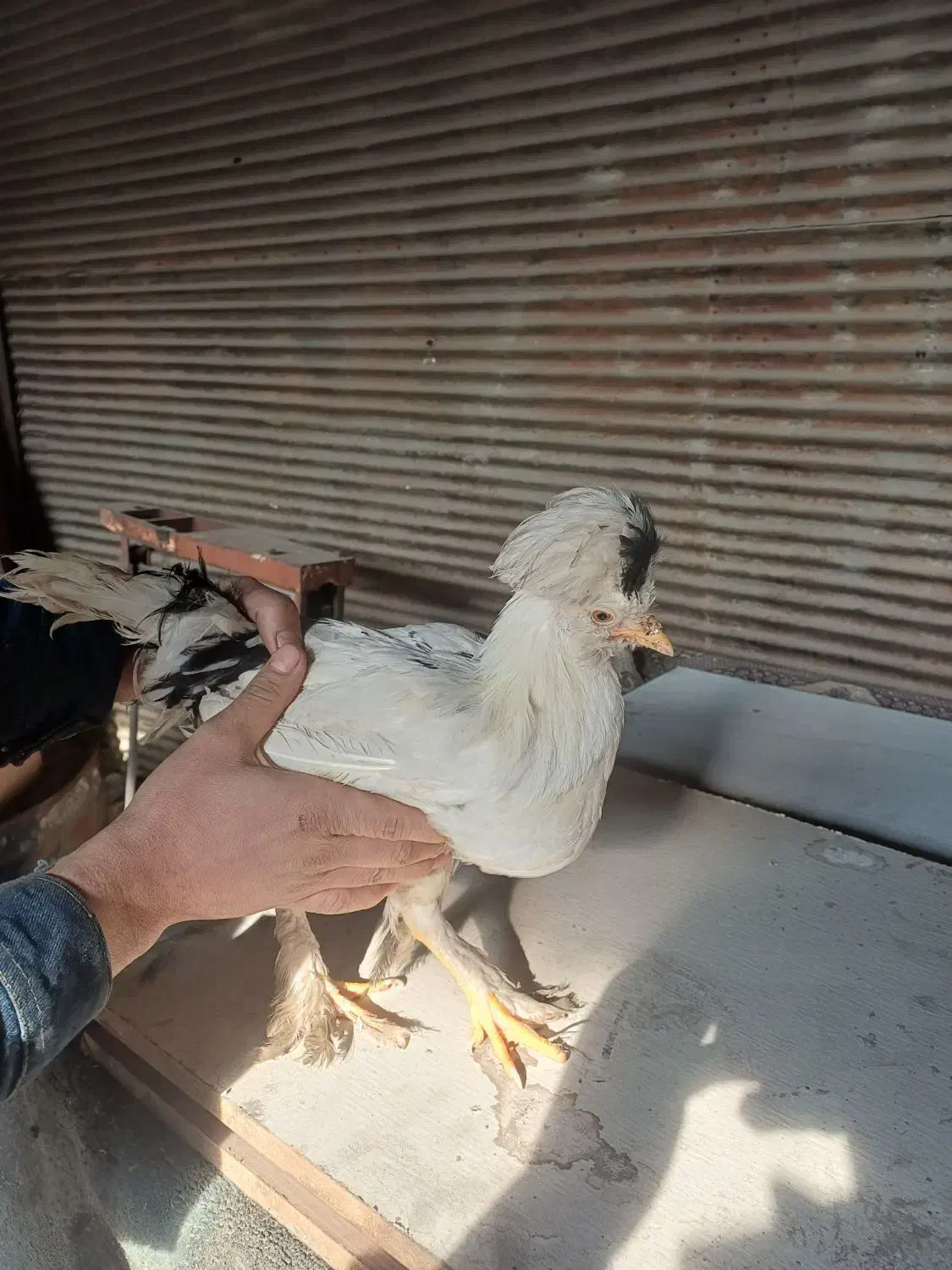 یک جفت مرغ وخروس سلطان|حیوانات مزرعه|تهران, شهرک صادقیه|دیوار