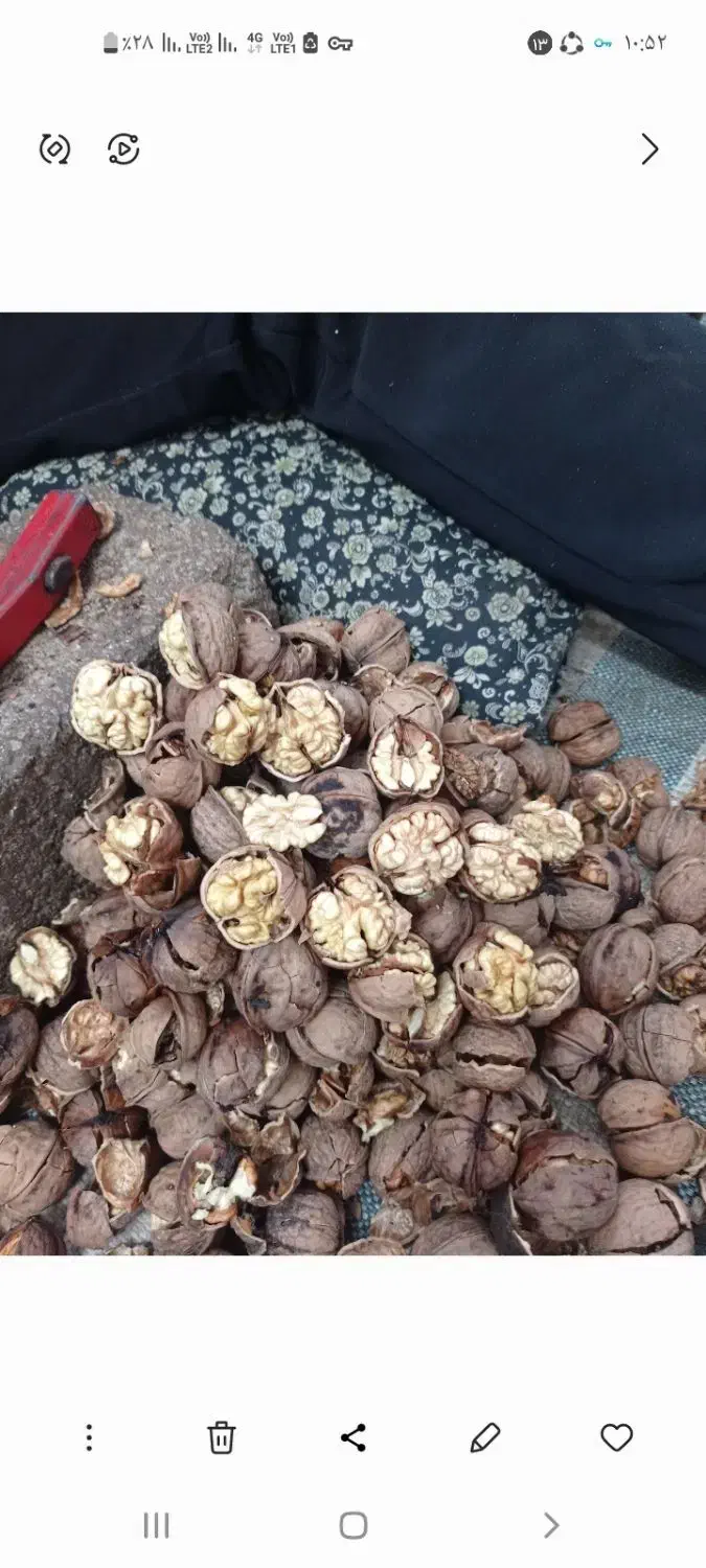 خریدار گردو|خدمات باغبانی و درختکاری|بجنورد, |دیوار