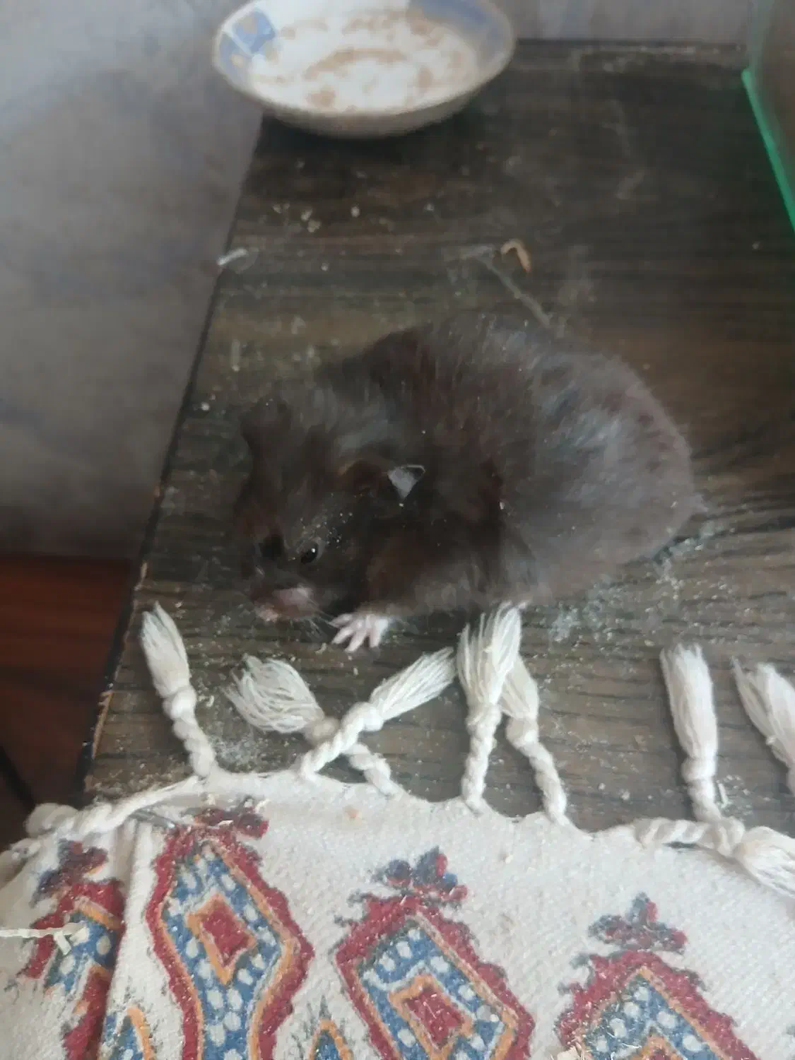 همستر|موش و خرگوش|شهرکرد, |دیوار