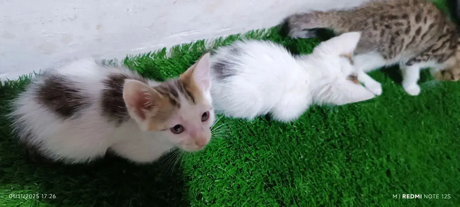 واگذاری بچه گربه|گربه|لاهیجان, کوی خزر|دیوار