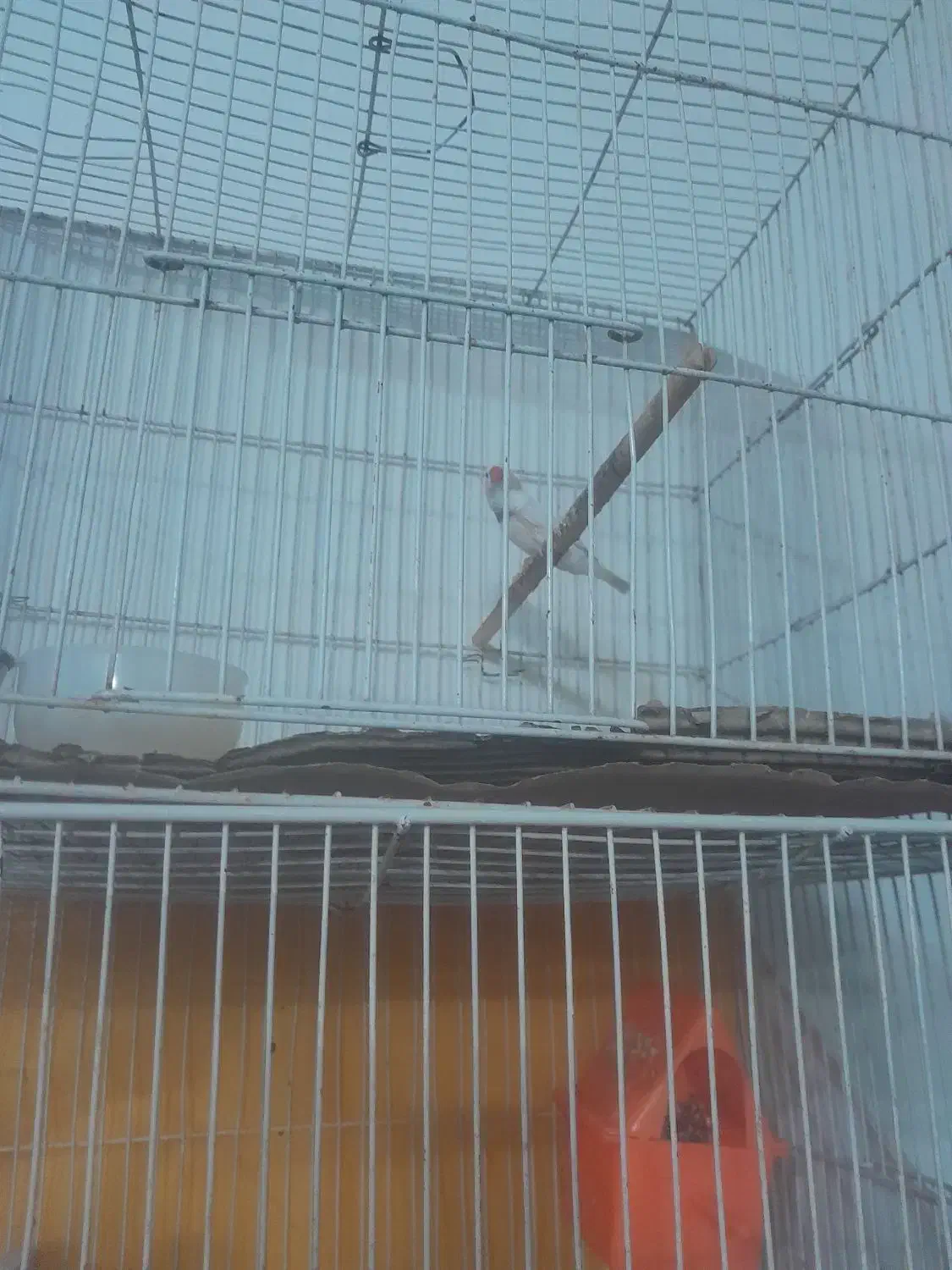 فنچ|پرنده|بیرجند, |دیوار