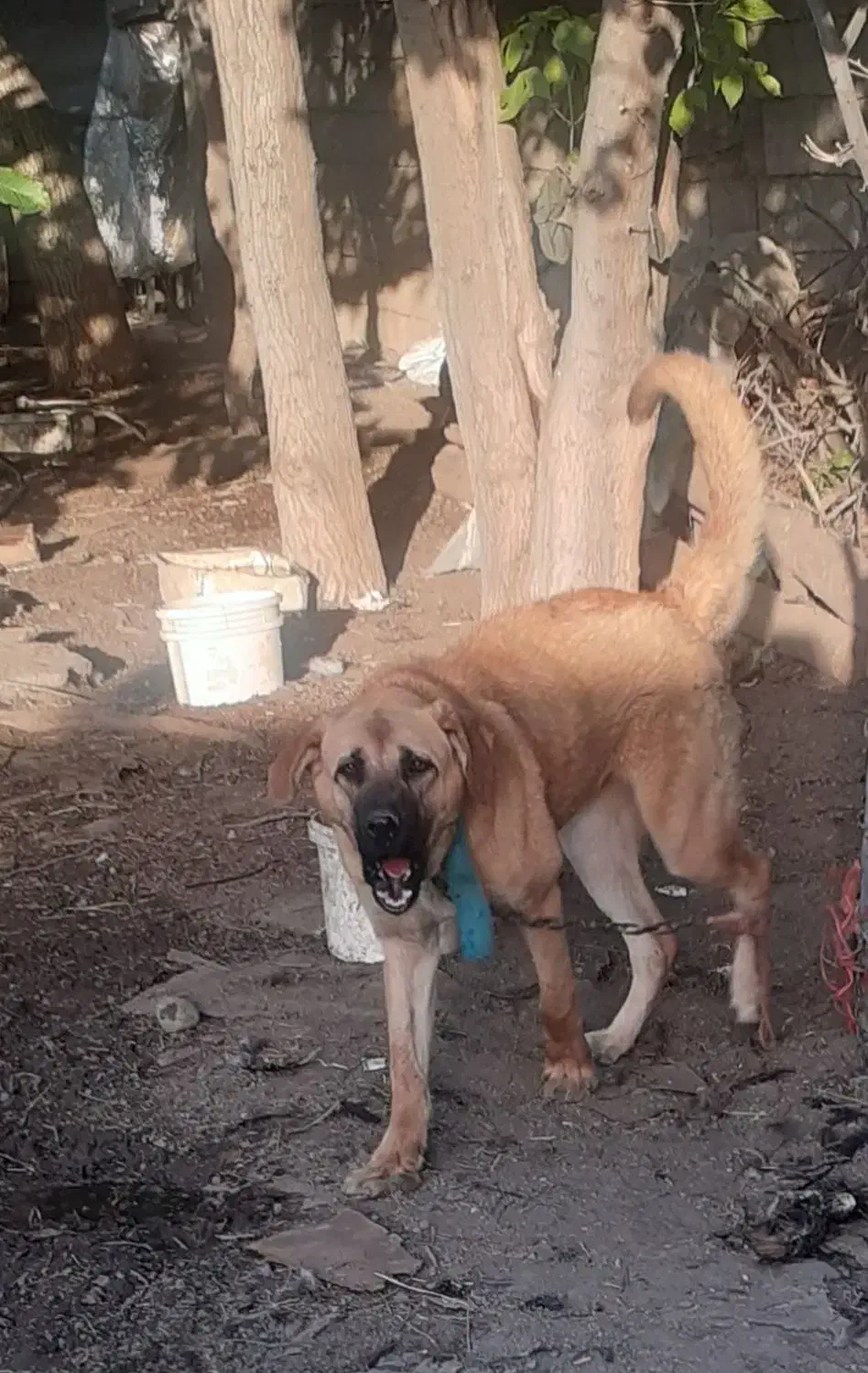 توله ماده ۱۰ ماهه|سگ|سنندج, |دیوار