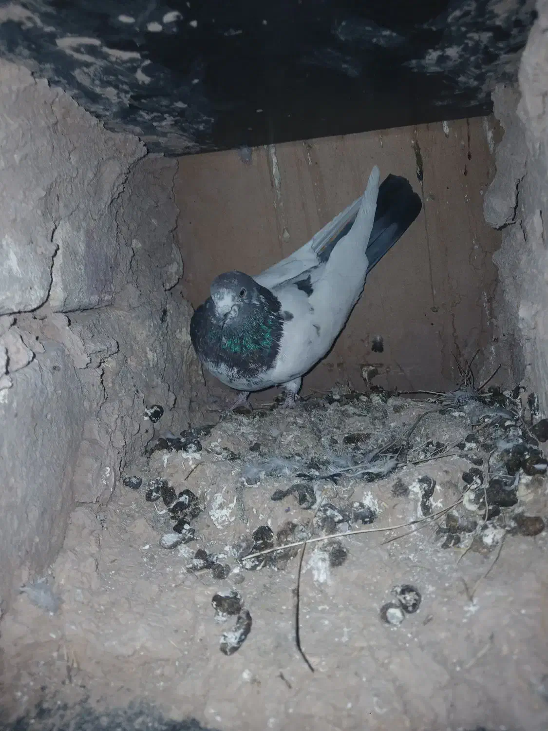 کبوتر|پرنده|دالاهو, |دیوار