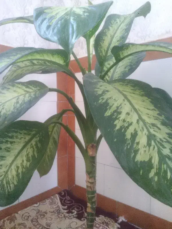 دیفن باخیا|گل و گیاه طبیعی|خانمیرزا, |دیوار