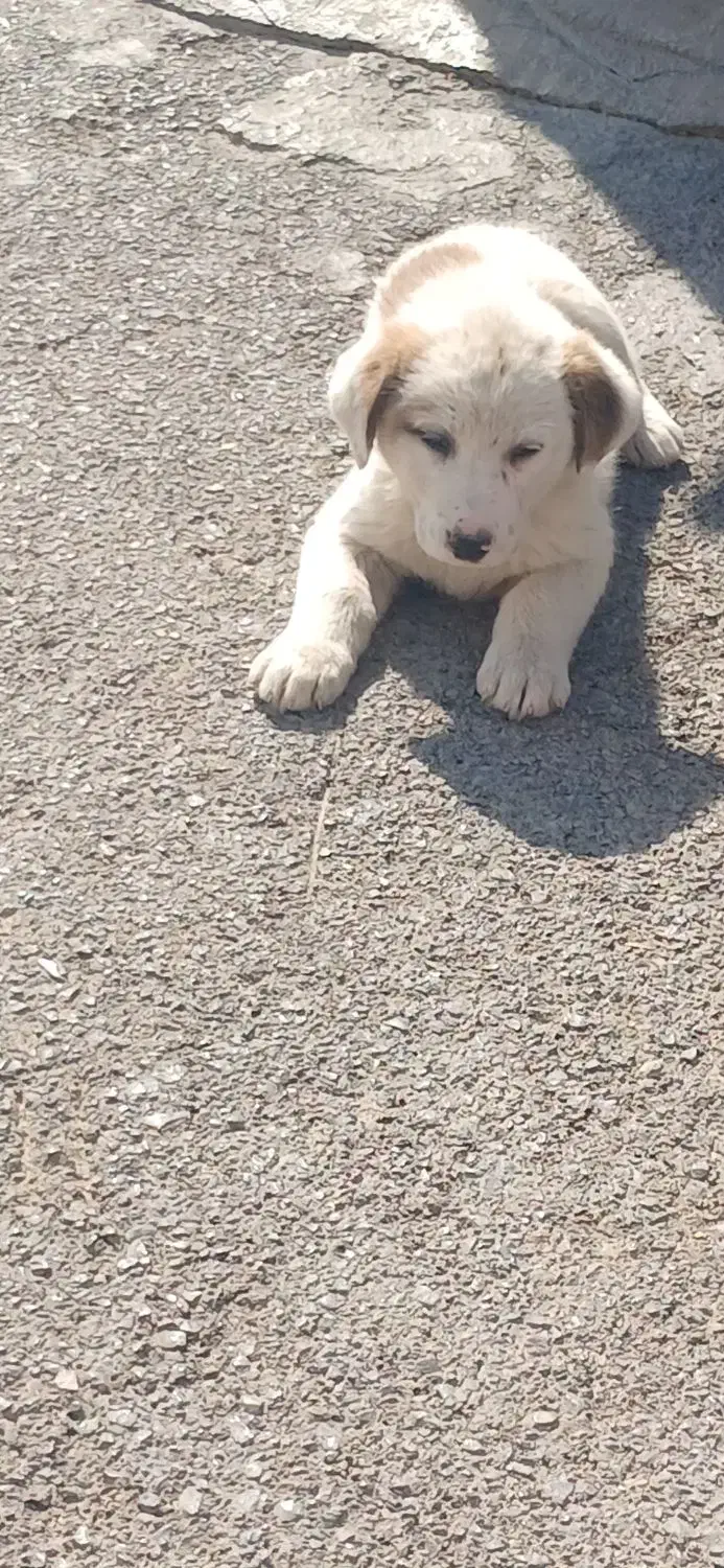 سگ سرابی|سگ|هشتگرد, شهرک وحدت|دیوار