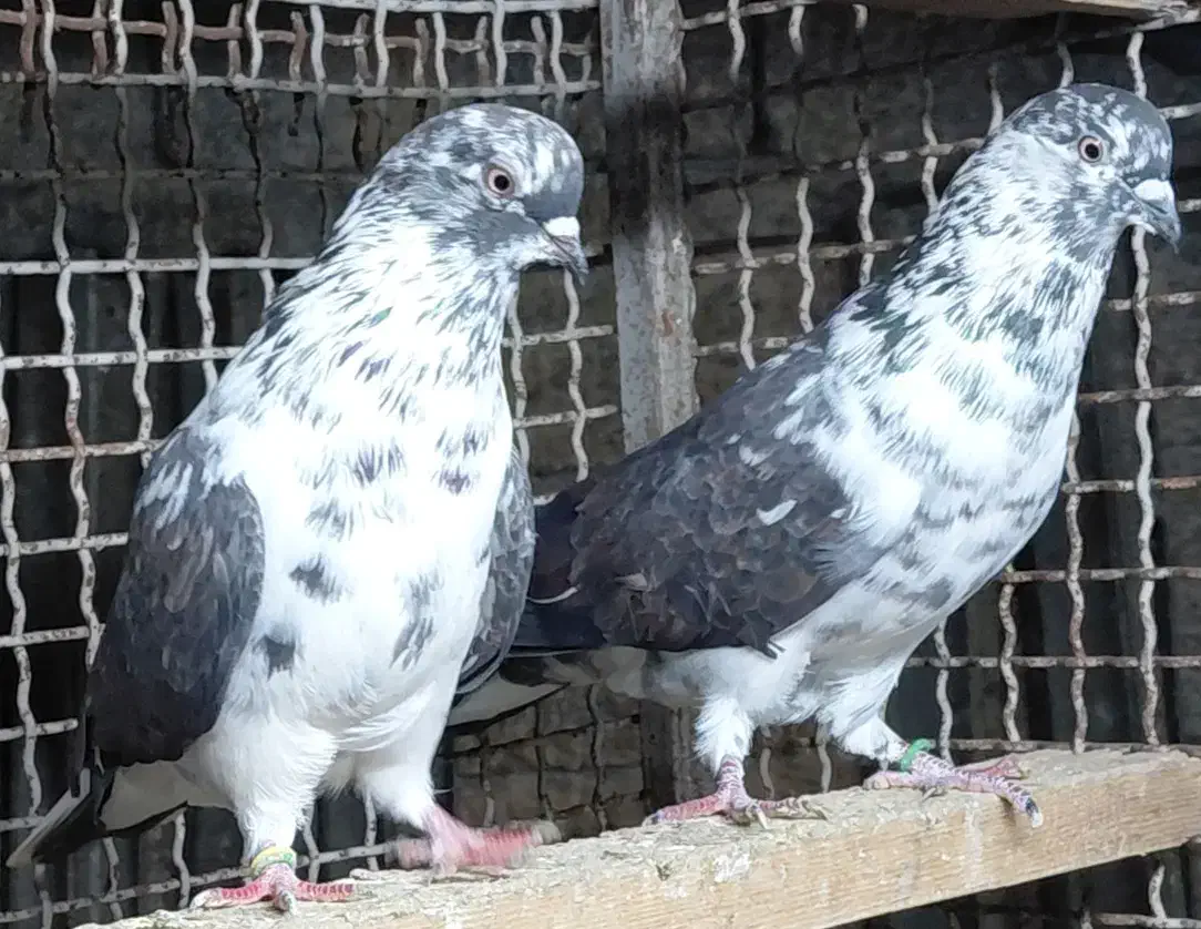 کبوتر قاره و قوچی درجه یک|پرنده|قائمشهر, |دیوار