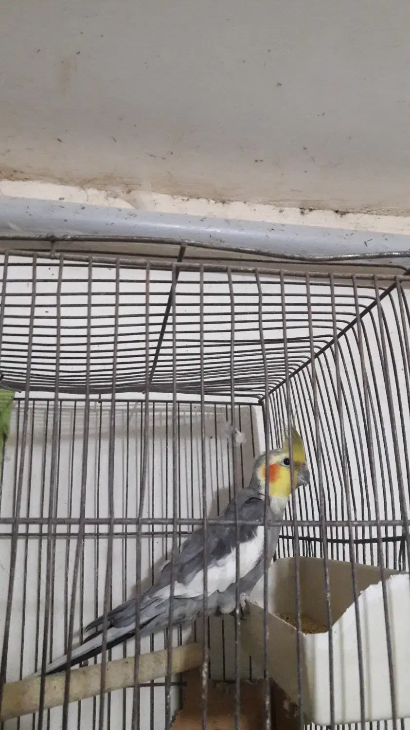 عروس و مرغ عشق|پرنده|بومهن, |دیوار