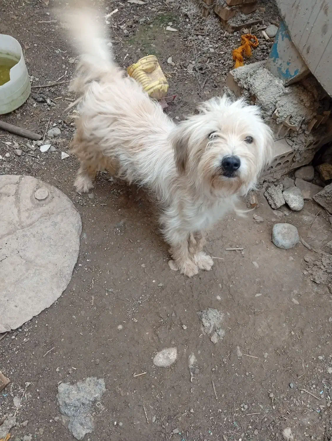 سگ معاوضه|سگ|خان ببین, |دیوار