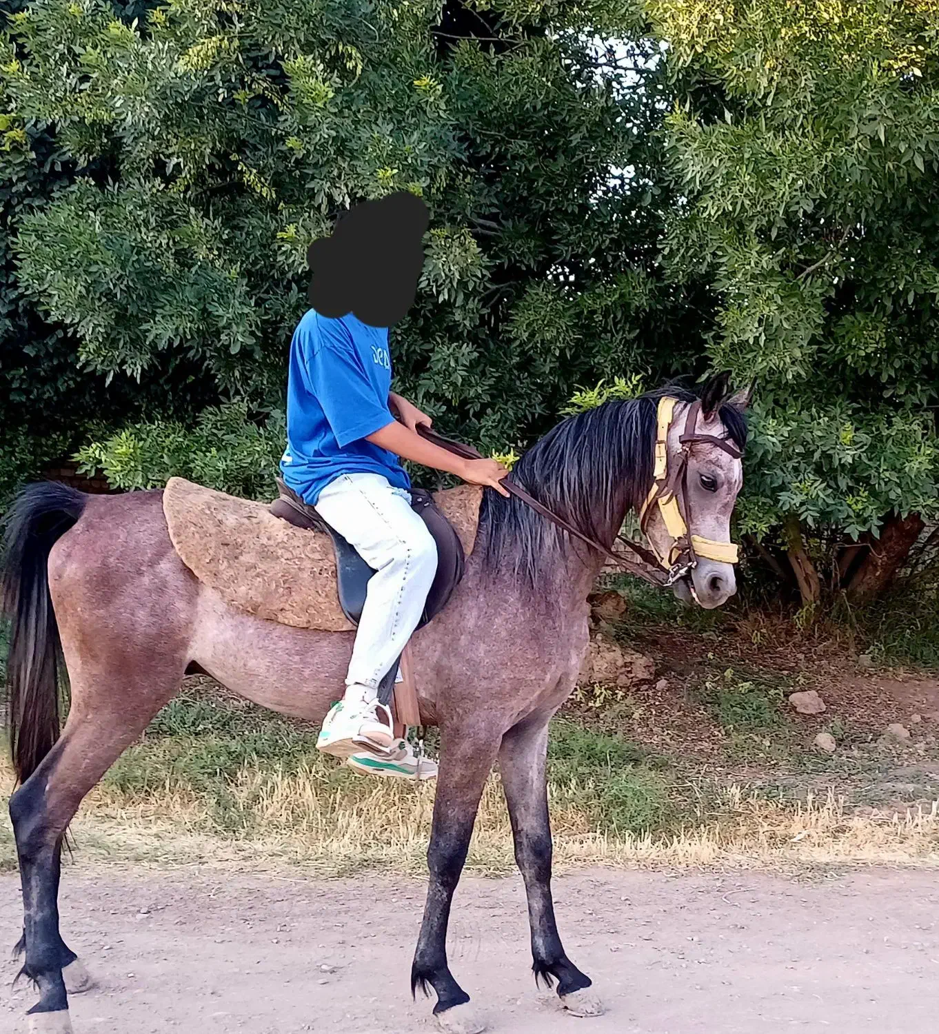 اسب نریون دوسر مصری|اسب و تجهیزات اسب‌سواری|بوئین زهرا, |دیوار