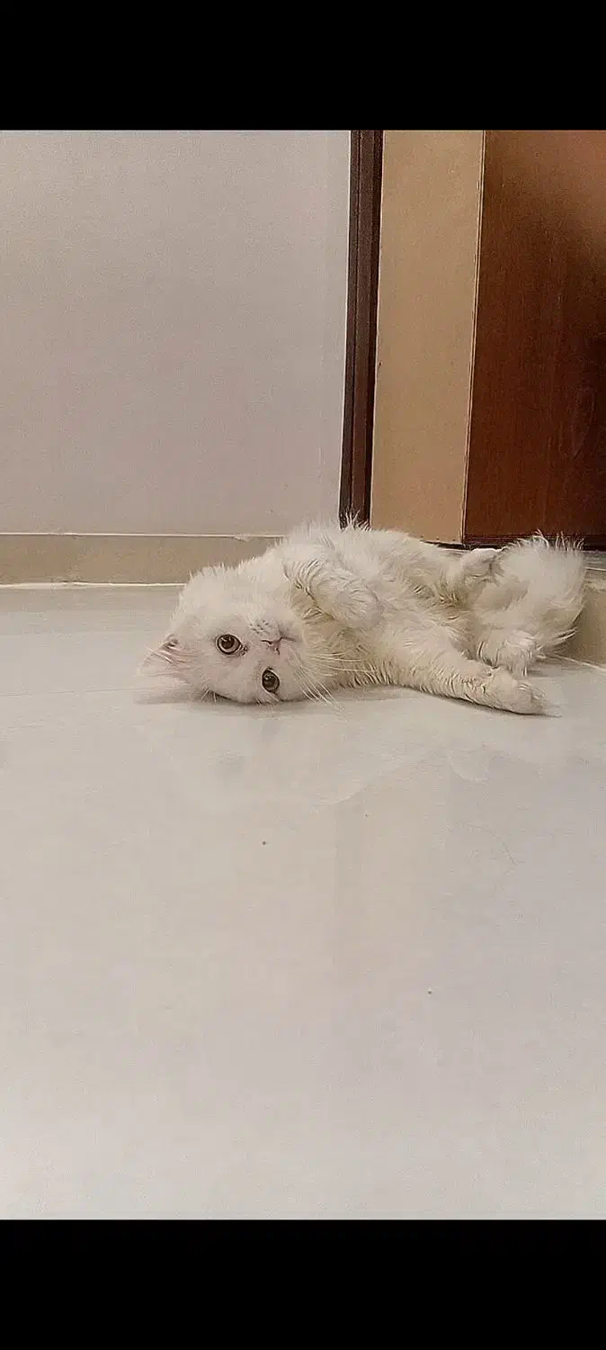 گربه نر زیبا|گربه|قم, پردیسان|دیوار