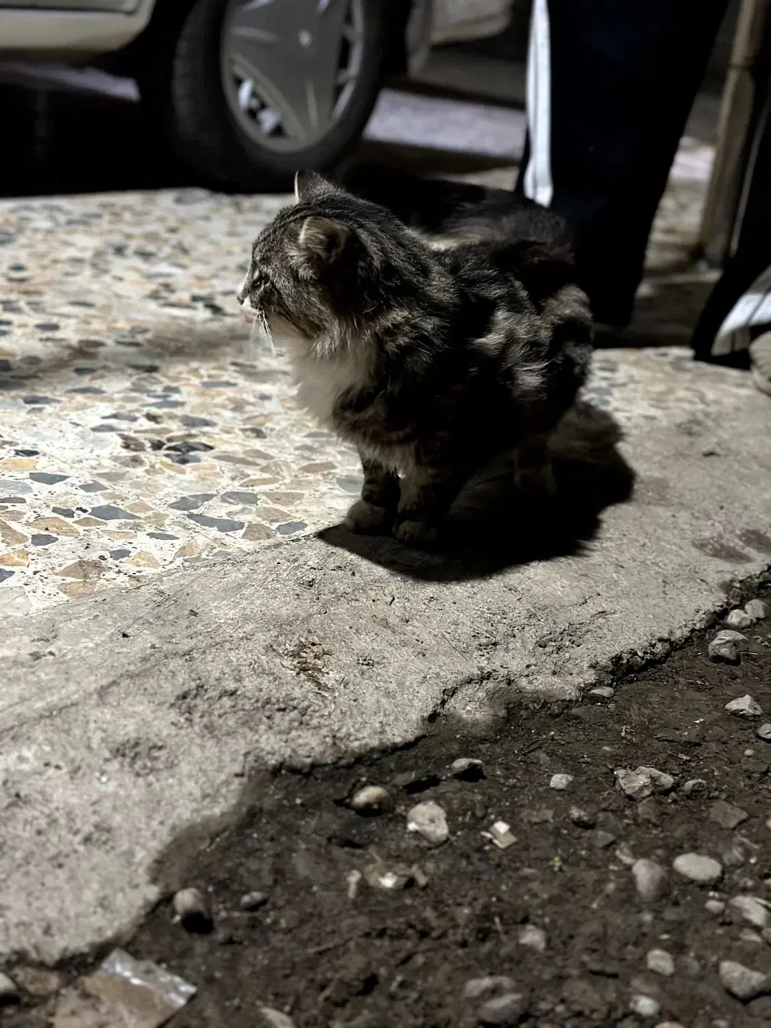 گربه پرشین|گربه|رشت, آتشگاه|دیوار