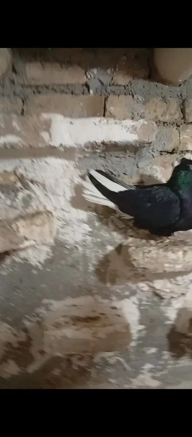 جفت زاغ دم سفید|پرنده|دورود, |دیوار