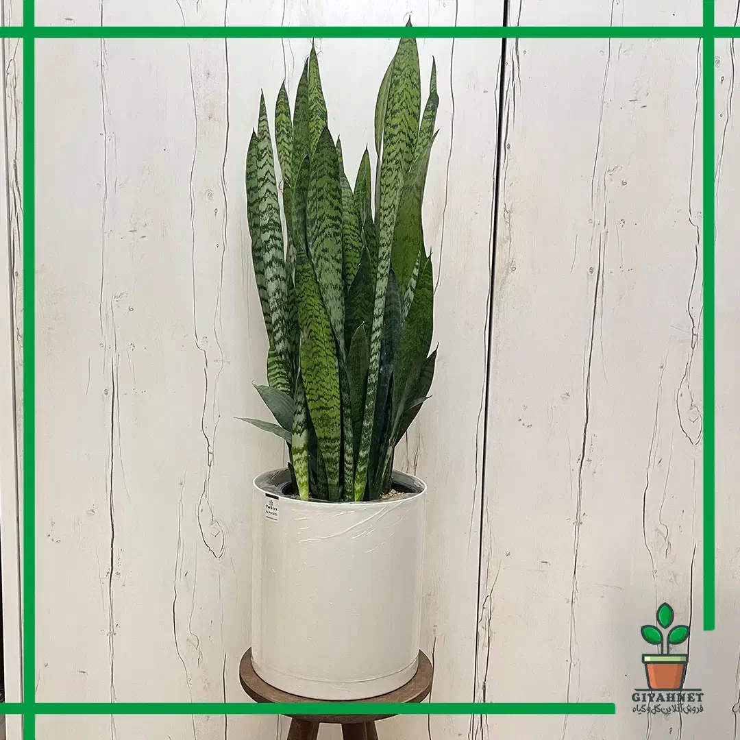 انواع گل وگیاه آپارتمانی با مناسب ترین قیمت|گل و گیاه طبیعی|اهواز, کمپلو شمالی|دیوار