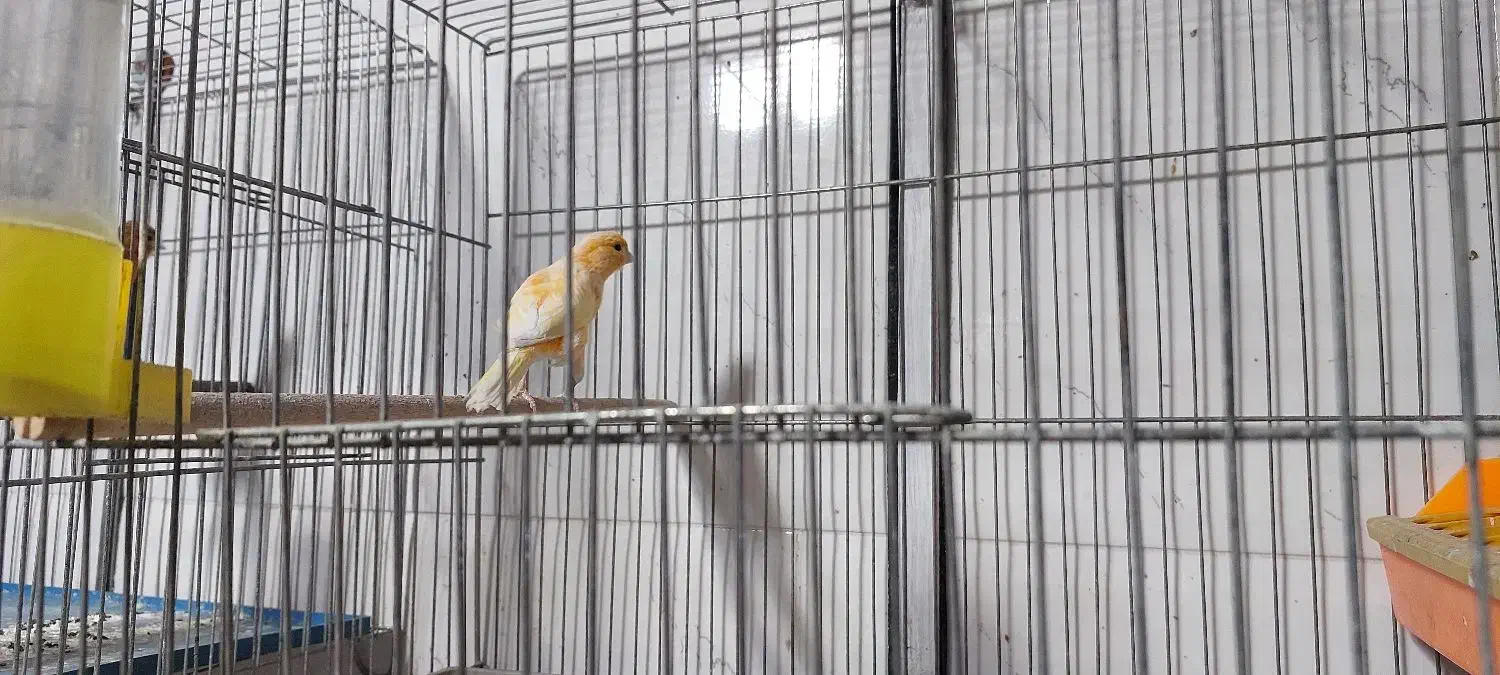 قناری  جوجه مرغ مینا|پرنده|شیراز, پودنک|دیوار