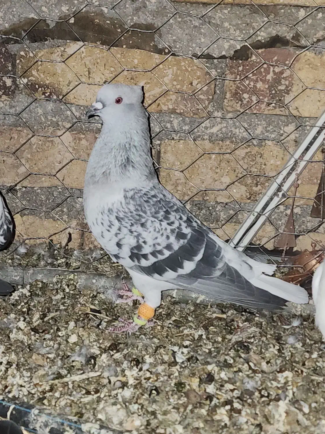 شامی دمسفید آس|پرنده|مه ولات, |دیوار