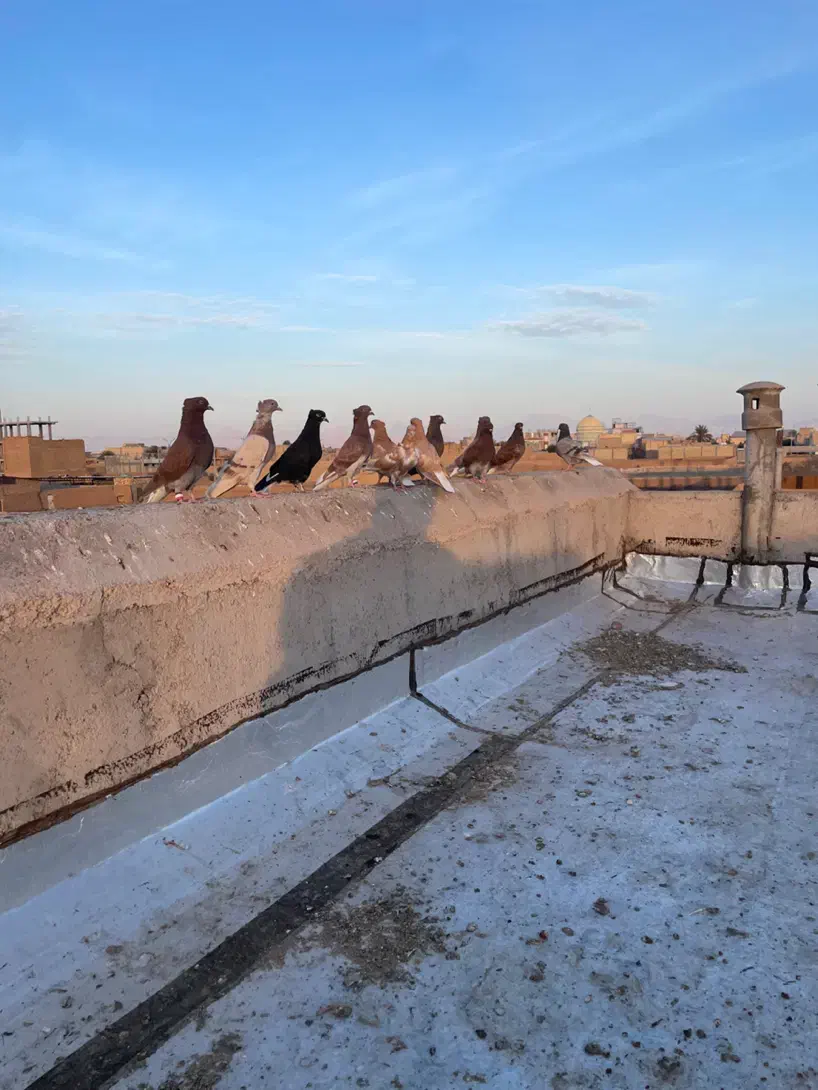 ۱۲عدد دم‌سفید همه رنگی|حیوانات|یزد, |دیوار