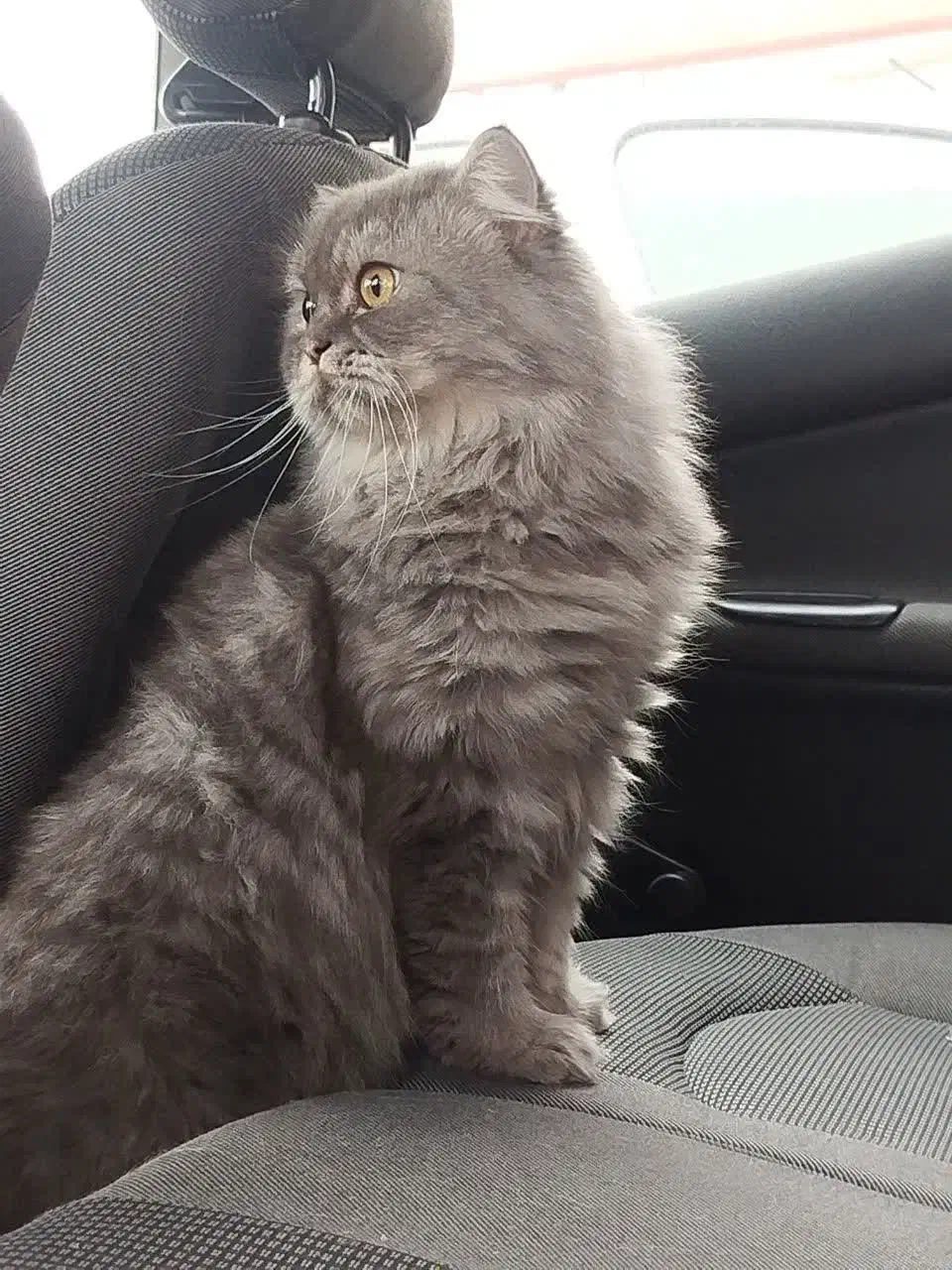 گربه بریتیش و اسکاتیش جفت|گربه|رشت, سعدی (تختی)|دیوار