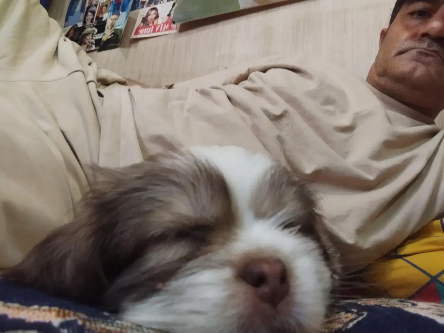 دو عدد توله شیتزو تریر با اصالت|سگ|کرج, شاهین‌ویلا|دیوار