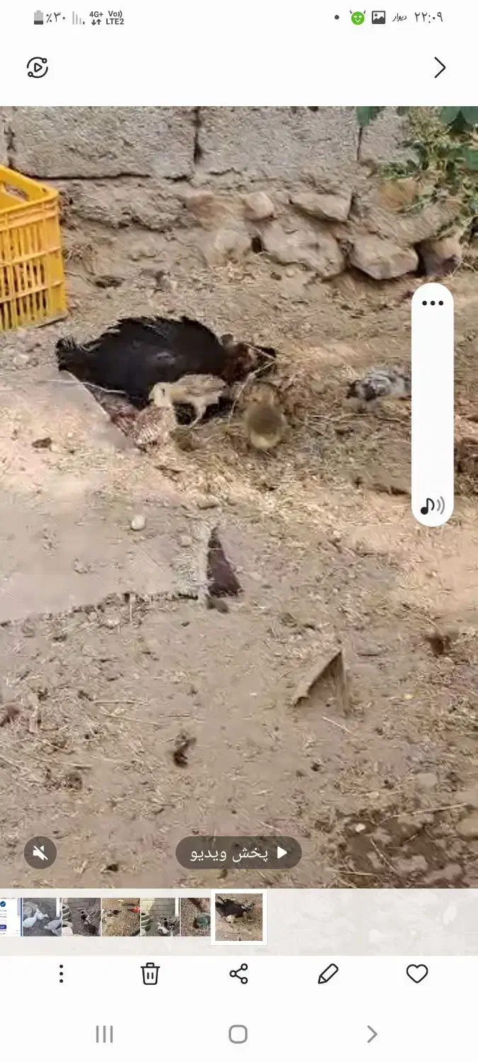 جوجه|حیوانات مزرعه|بهبهان, |دیوار