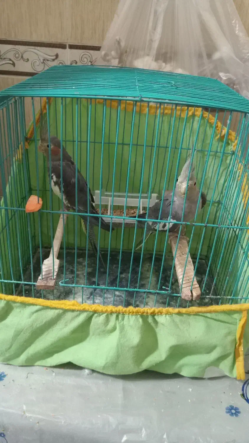 عروس هلندی یکی نر یکی ماده|پرنده|رشت, نظری|دیوار