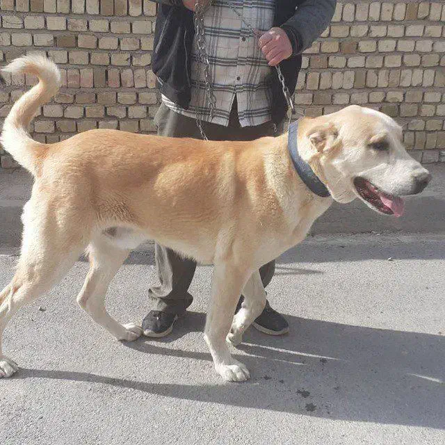 سرابی جنگی|لامپ و چراغ|دشتابی, |دیوار